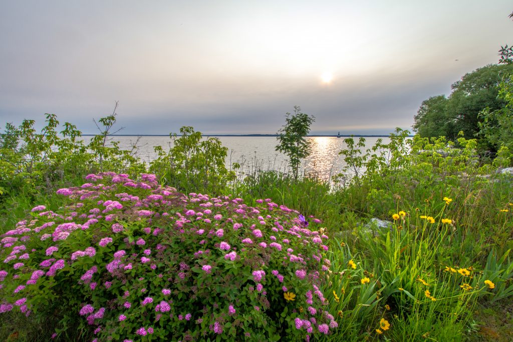 Pink Wildflower Seed Mix