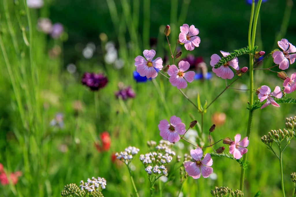 Midwest Wildflower Mix